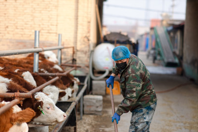 养牛工人正在给小牛喂饲料