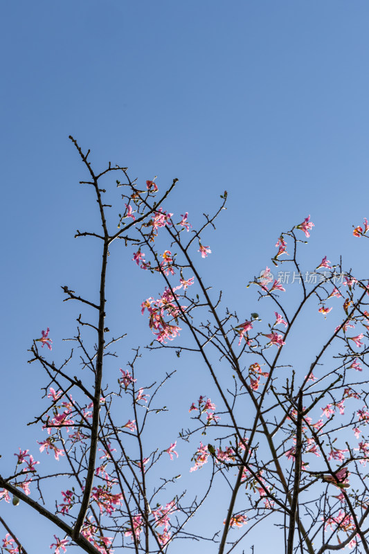 异木棉花