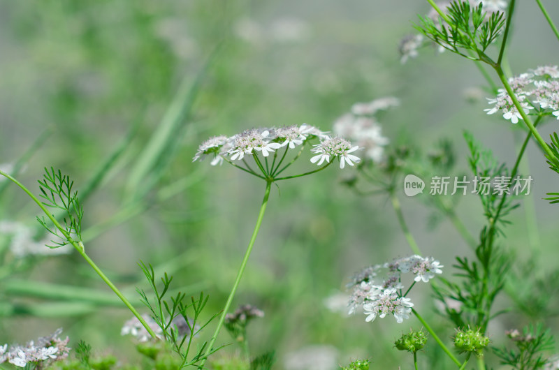 白色小花特写