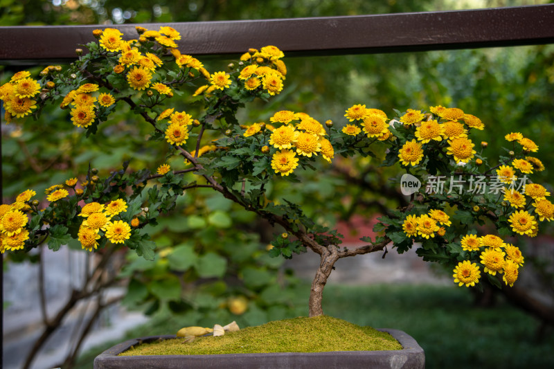 菊花展黄色菊花秋菊盆景特写