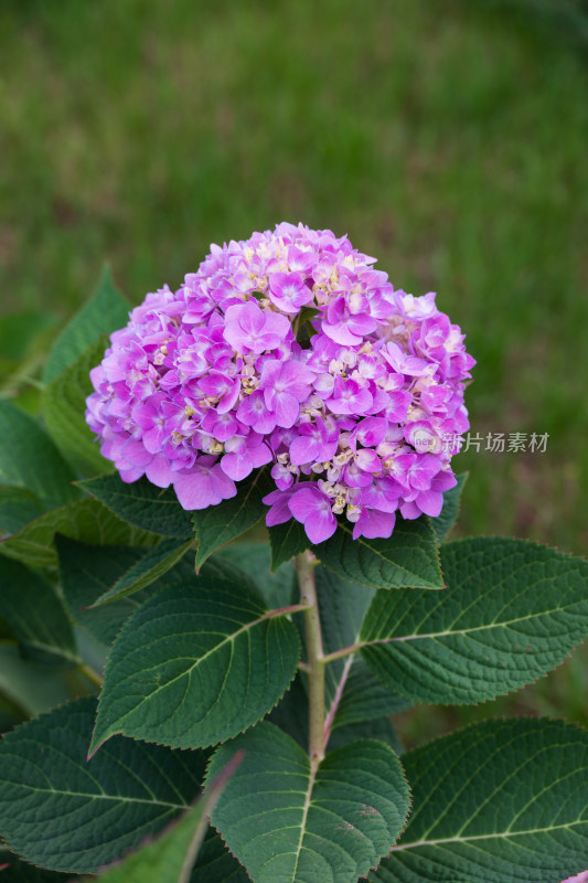 大连英歌石植物园绣球花特写