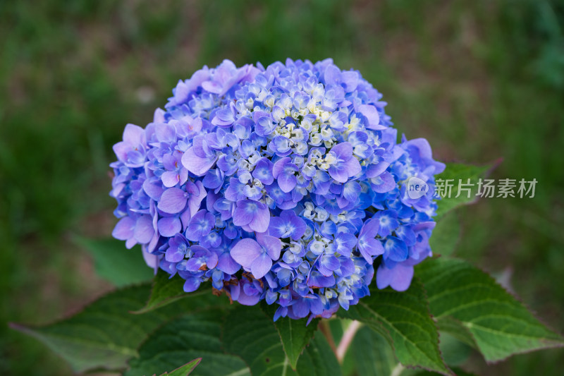 大连英歌石植物园绣球花特写