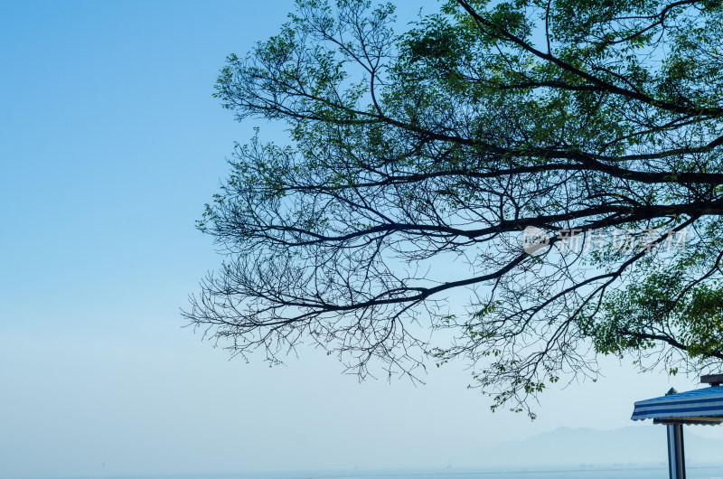 海边的树枝