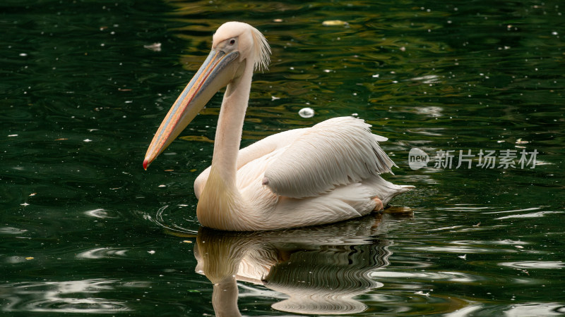 鹈鹕（Pelecanus）