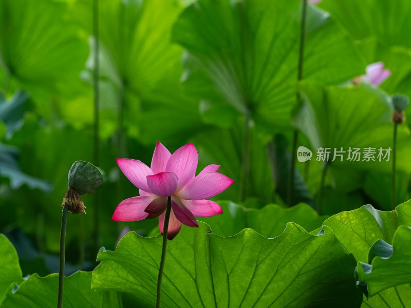 夏季荷塘莲花盛开