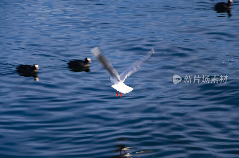 云南丽江泸沽湖海鸥水鸟野生动物