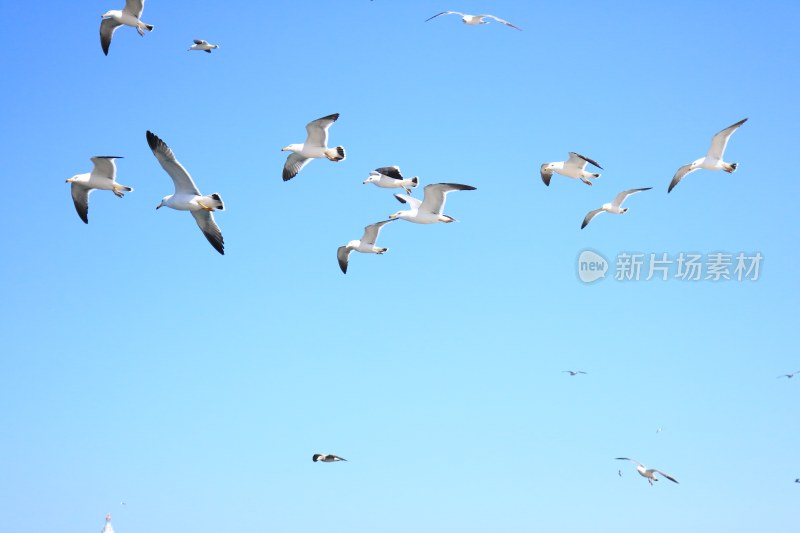 蓝天中飞翔的海鸥群