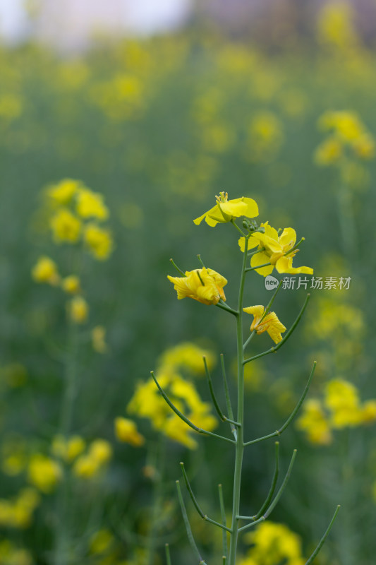 杭州萧山城市旁盛开的油菜花田