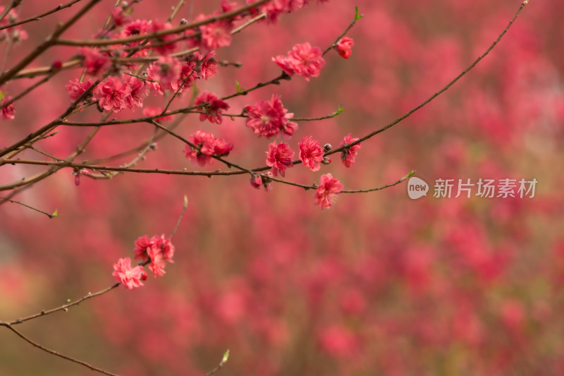 盛开的粉色桃花特写