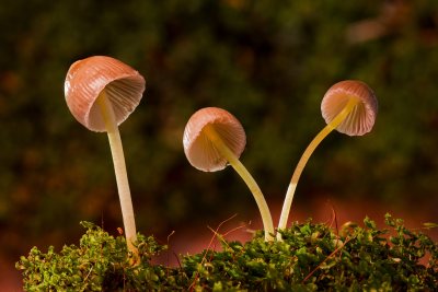 野生菌蘑菇生长环境菌类山菌野生菌