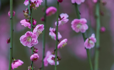 梅园梅花