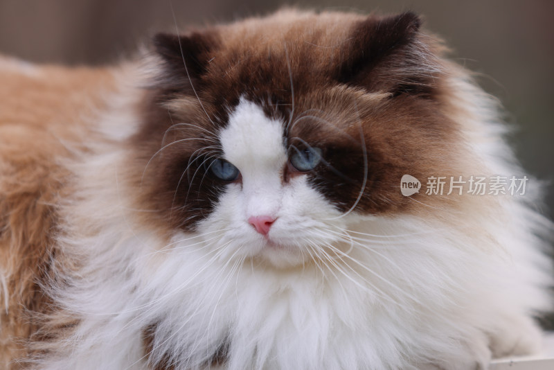 猫咪向别处看的特写镜头