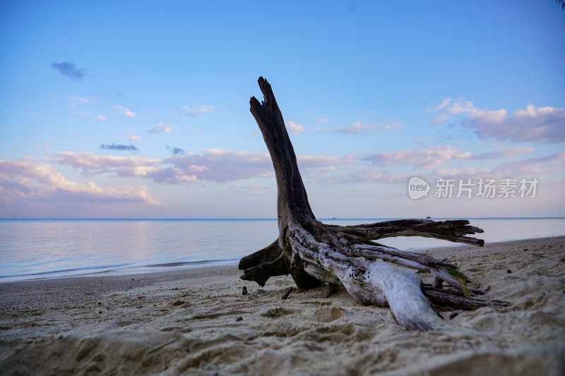 海边沙滩枯树木桩衰败失去生机