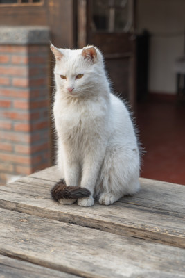 院子中的猫老旧木桌