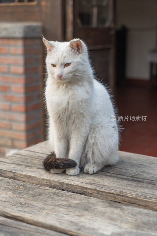 院子中的猫老旧木桌