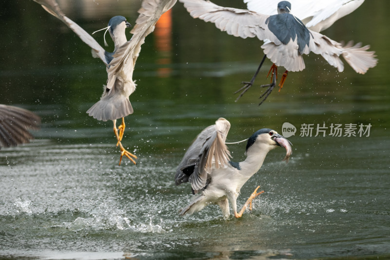 池鹭捕鱼