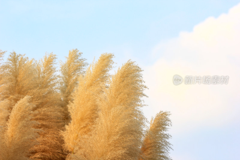 芦苇花背景素材