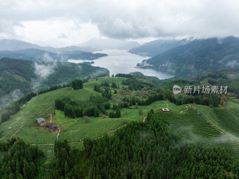 四川洪雅县复兴村山水间的绿色茶园