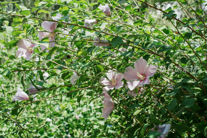 北京圆明园木槿花