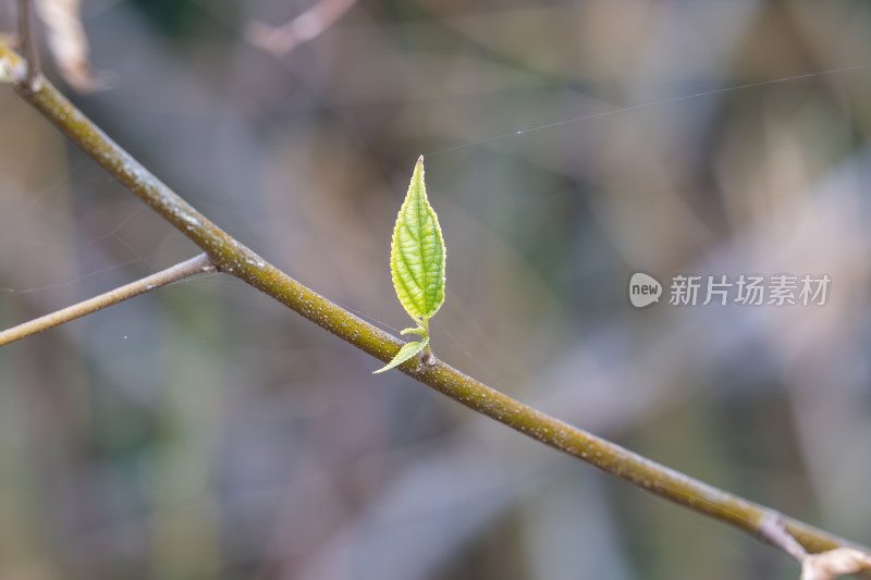 嫩绿叶芽生长于枝干上的特写