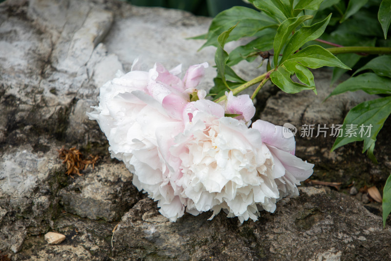 雨后挂满水珠的粉白色芍药花特写