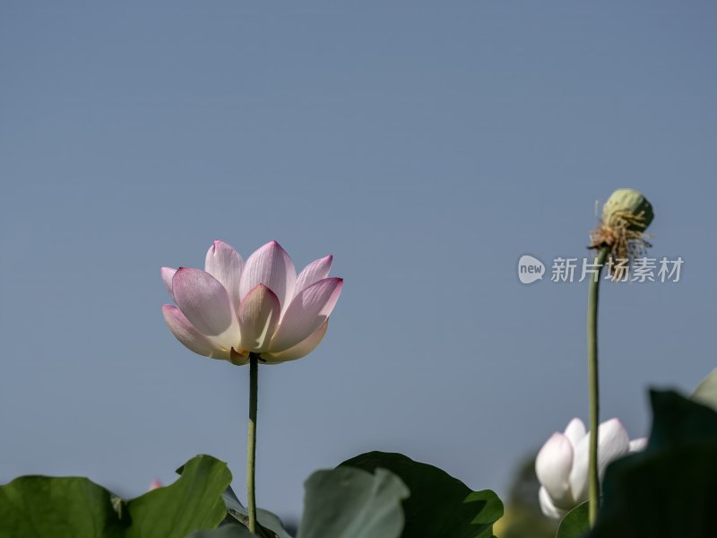 夏天池塘荷花莲花开放夏至立夏