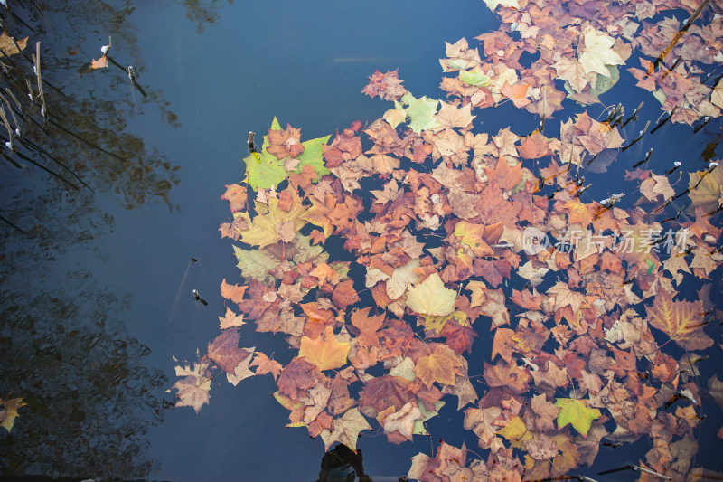 水面上的落叶树叶