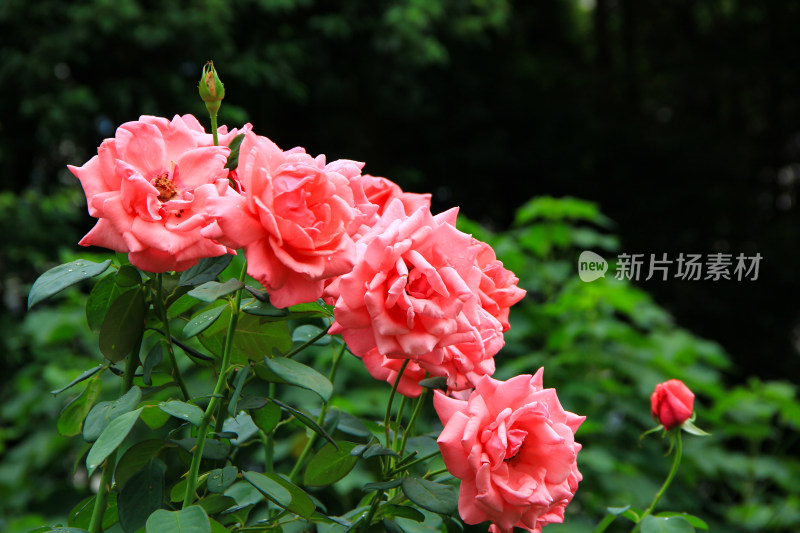 雨后新清的玫瑰花