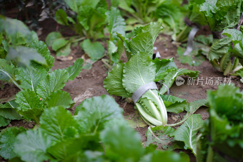 菜园里种植的白菜