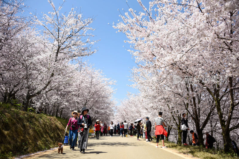 贵州平坝樱花   最美丽最梦幻的樱花园