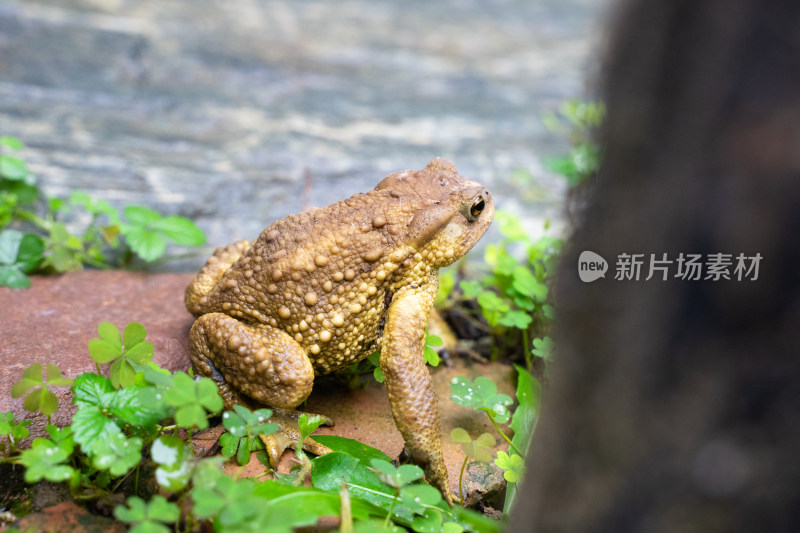 蟾蜍癞蛤蟆特写在农村地面草丛