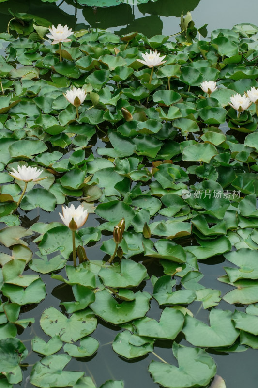 北京国家植物园睡莲