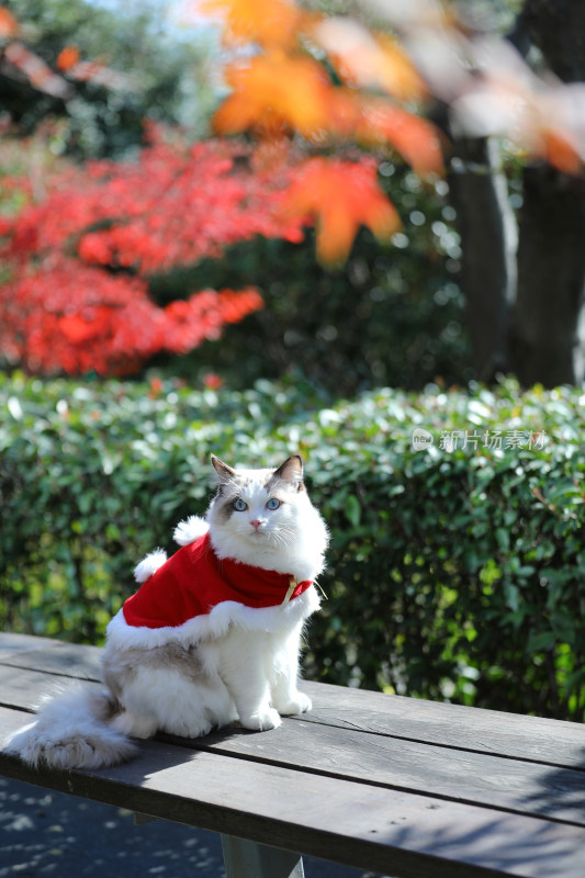 身穿红衣服的猫坐在公园的长椅上