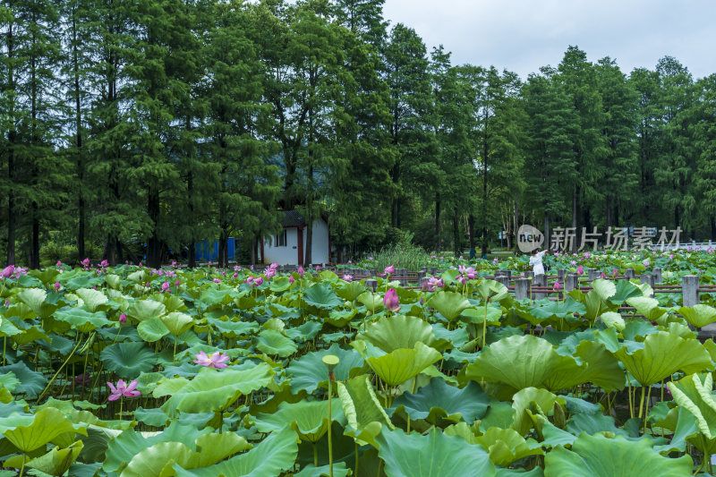 武汉东湖磨山景区盆景园