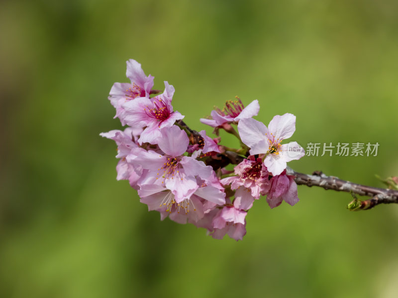 樱花枝头特写