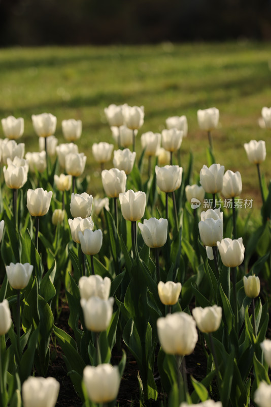 杭州太子湾公园绽放的白色郁金香