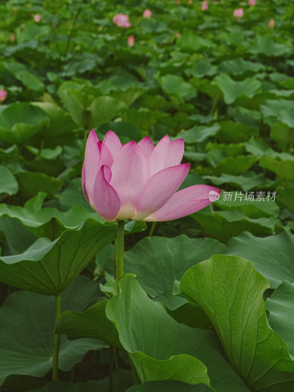 夏季荷花特写