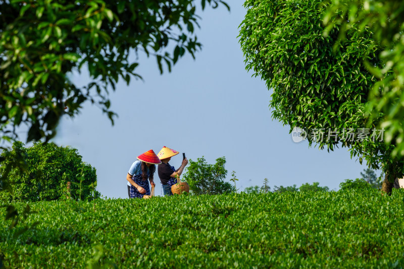 春天的长沙乌山茶场航拍