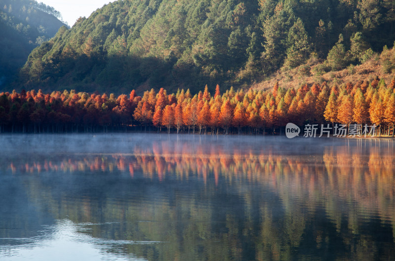 云南省寻甸县三月三水库水杉林