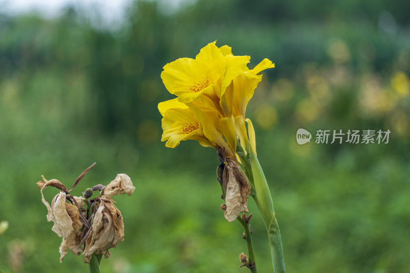 武汉光谷三路湿地公园花草