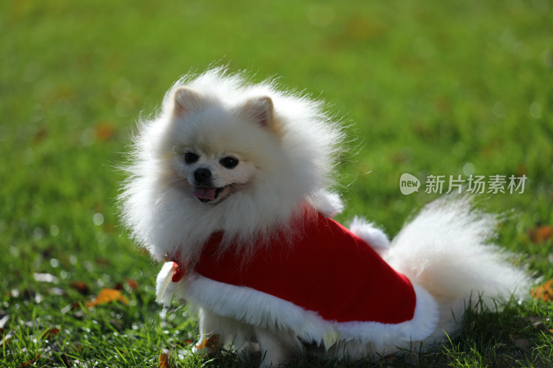 坐在草地上穿红色衣服的白色博美犬