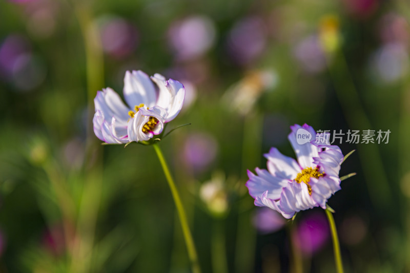 花卉盆景格桑花花花草草