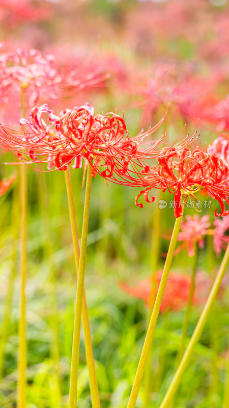 彼岸花的特写