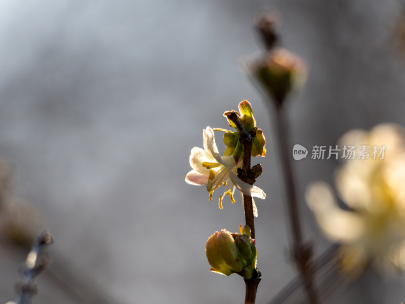 开放的郁香忍冬