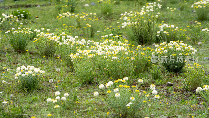 四川西部甘孜藏族自治州野生植物狼毒开花