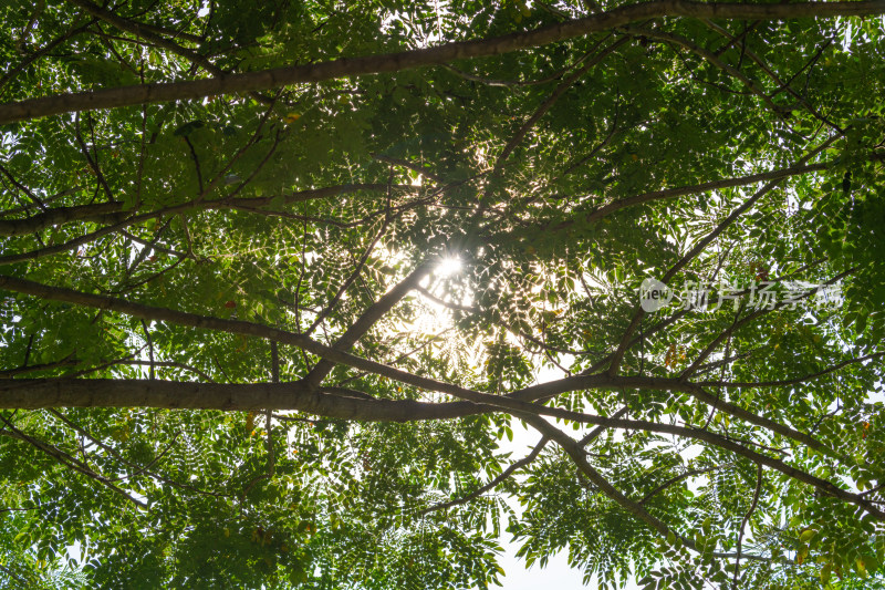 阳光透过树叶景象