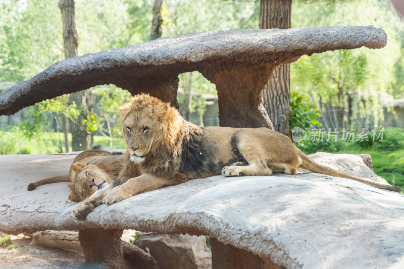 公狮子母狮子在户外趴着休息