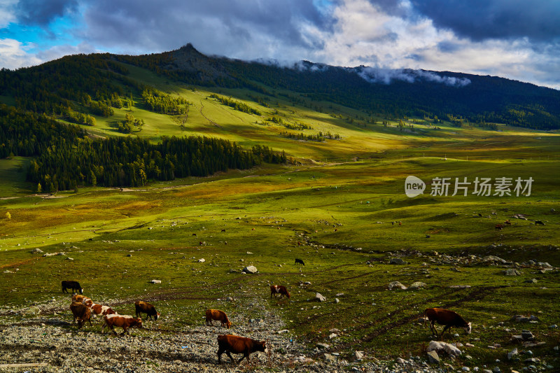 高山草甸森林