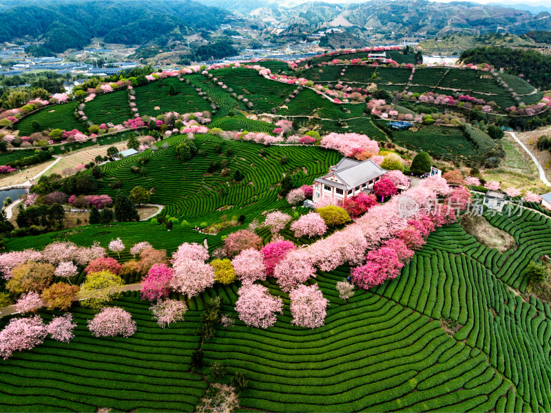 福建龙岩台品樱花院茶园樱花相映成趣照片