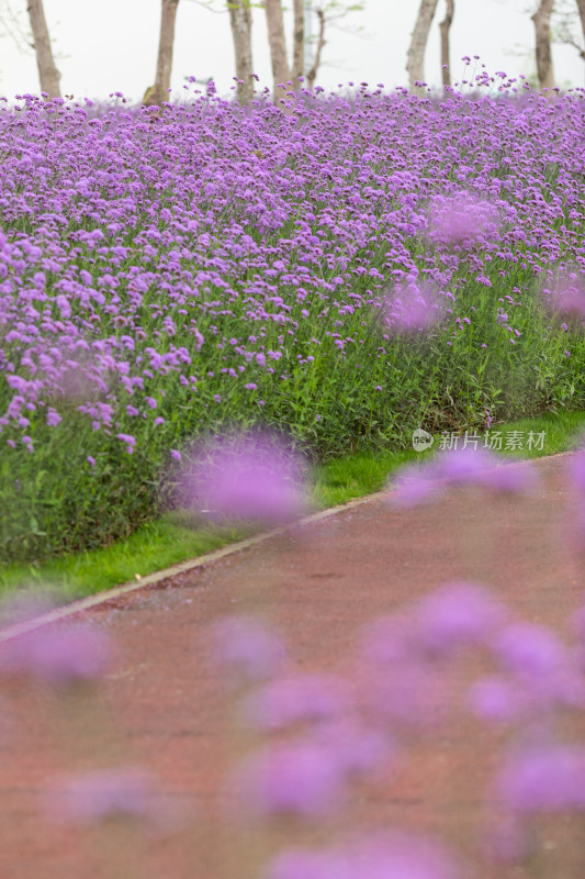 春天公园里的紫色马鞭草花海